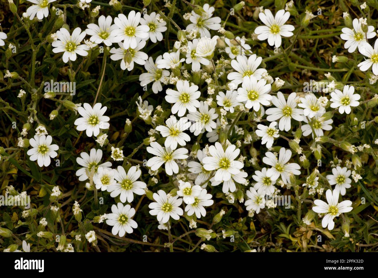 Field Mouse-ear Floraison, Breckland, Norfolk, Angleterre, Royaume-Uni Banque D'Images