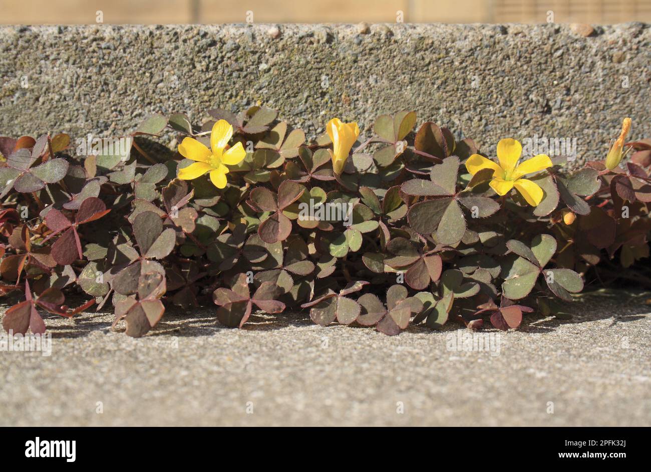 Ostréicole rampante (Oxalis corniculata var. Atropurpurea), forme à feuilles violettes, floraison, croissance en tant qu'herbe sur la terrasse du jardin, Suffolk Banque D'Images