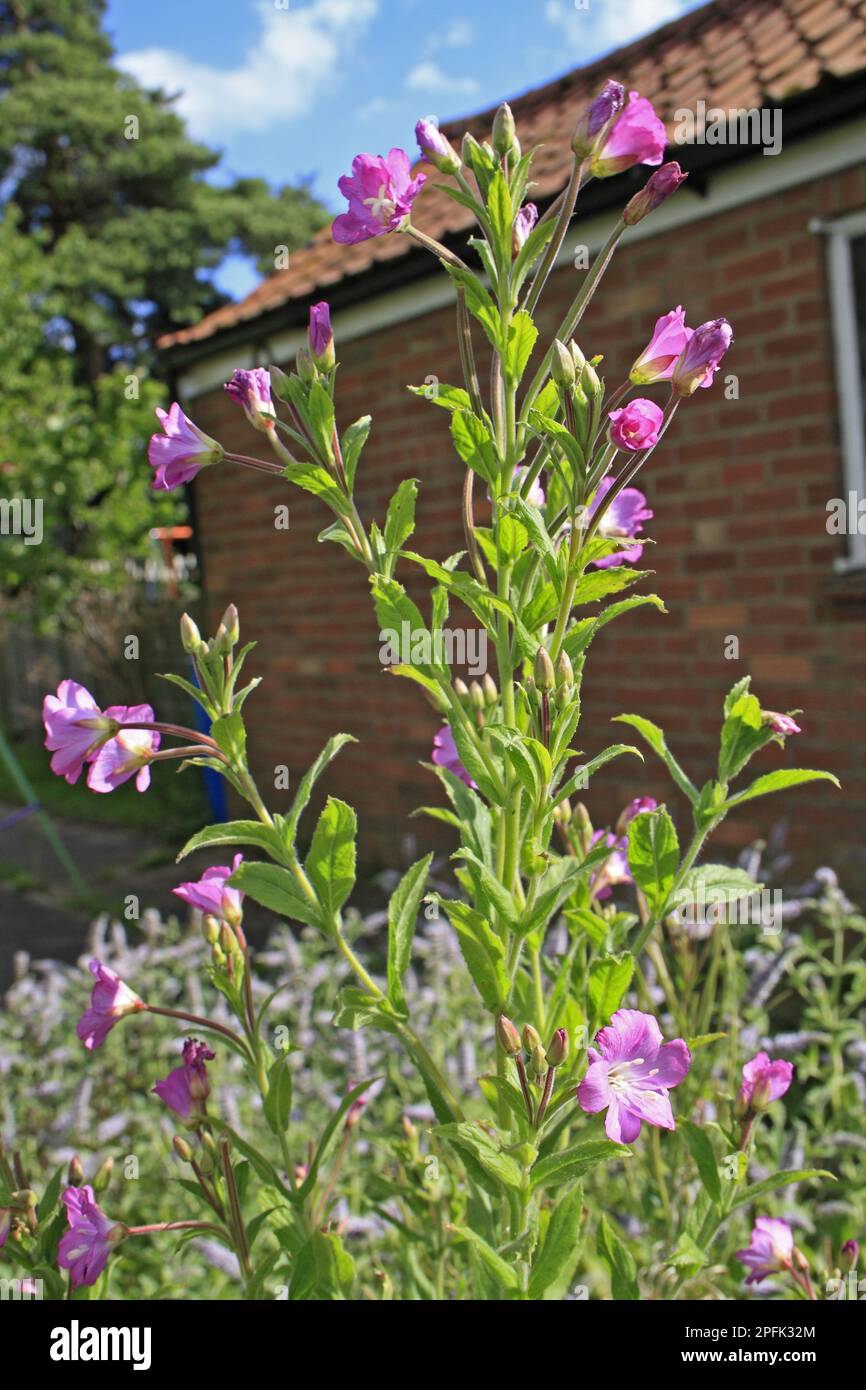 Grande wlowherb (Epilobium hirsutum), famille de primevins du soir, grande floraison de wlowherb, croissant comme mauvaises herbes dans le jardin, Suffolk, Angleterre, Unis Banque D'Images