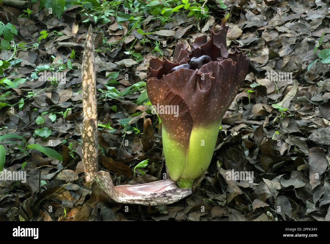 Floraison et germination des fruits de l'igname d'éléphant (Amorphophallus campanulatus), Trivandrum, Kerala, Inde Banque D'Images