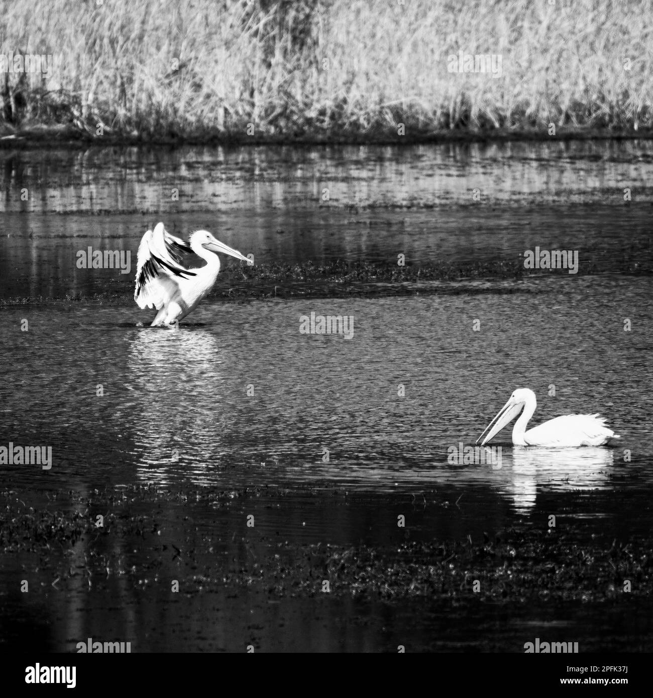American White Pelican se préparer à voler avec un autre pélican dans la fourrade se nourrir en noir et blanc Banque D'Images