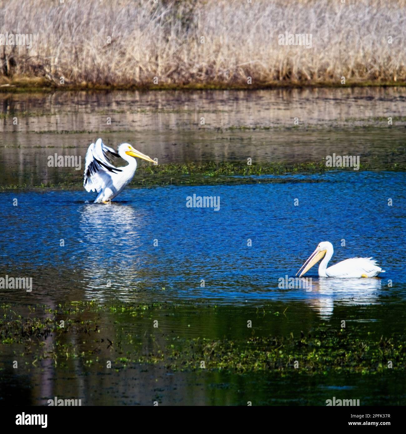 American White Pelican se préparer à voler avec un autre pélican dans l'alimentation du terrain. Banque D'Images
