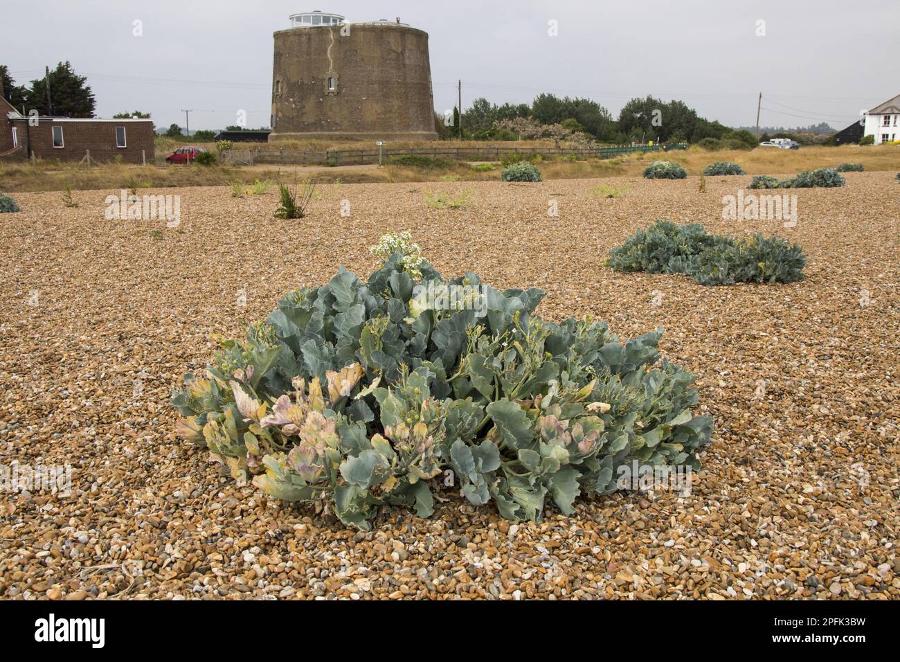 Sea Kale dans Shingle Street, Suffolk, avec Martello Tower AA derrière Banque D'Images