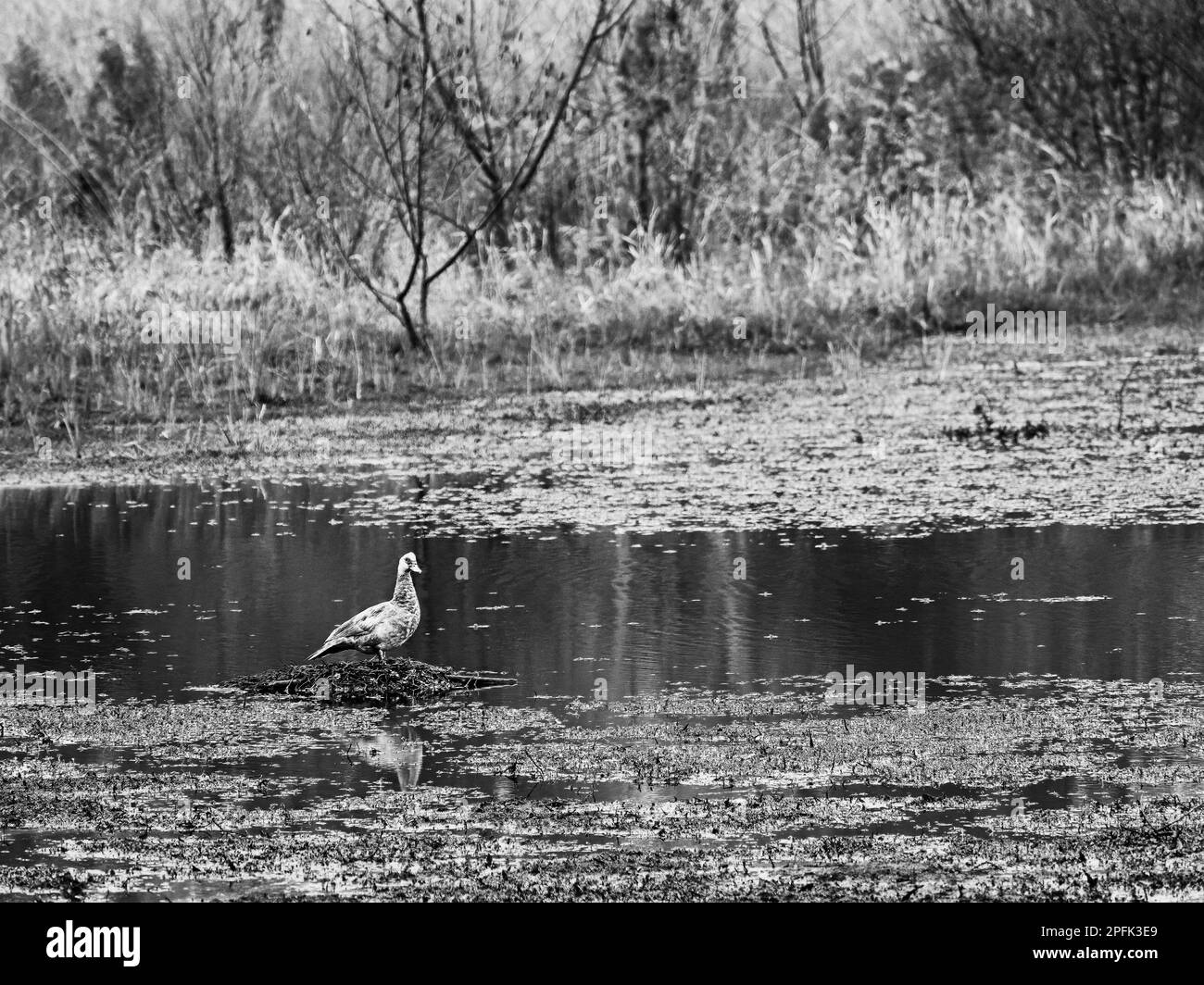 Canard gris sur Nutra Nest dans l'étang en noir et blanc Banque D'Images