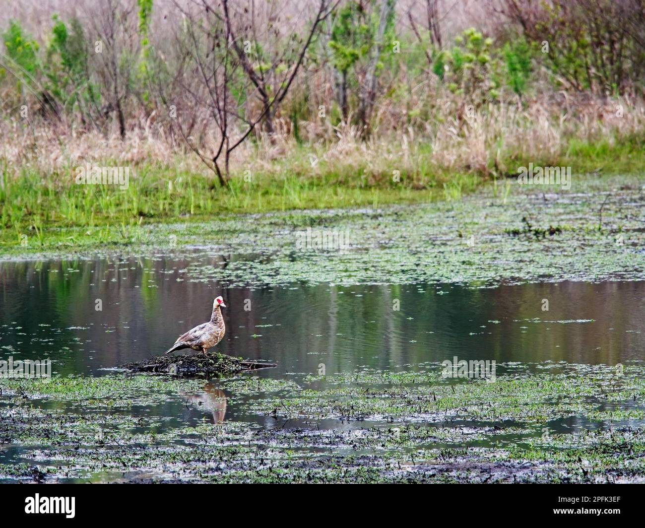 Canard gris sur Nutra Nest dans l'étang Banque D'Images