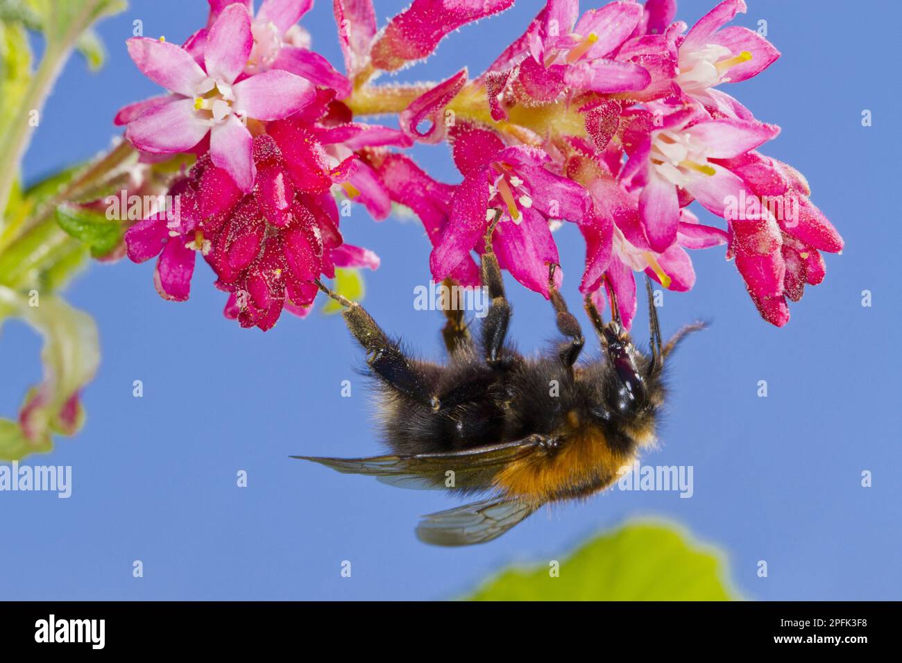 Arbre Bumblebee (Bombus hypnorum) Reine, se nourrissant sur le curant à fleurs rouges (Ribes sanguineum) dans le jardin, Powys, pays de Galles, Royaume-Uni Banque D'Images