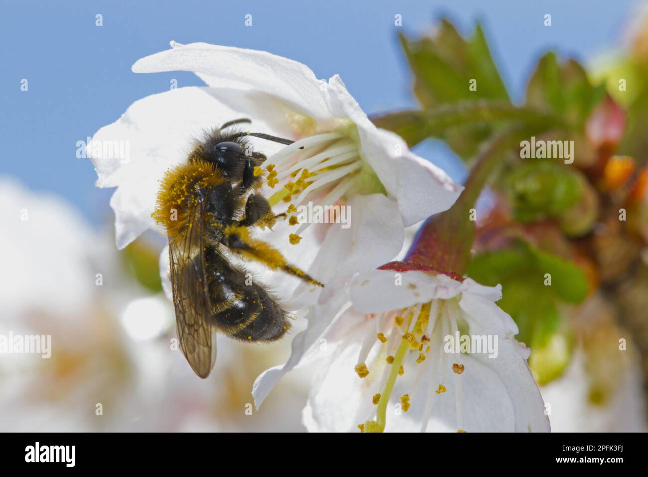 Exploitation minière de Gwynne l'abeille minière de gwynne (Andrena bicolor), femelle adulte, se nourrissant de la fleur de la cerise à fleurs japonaises (Prunus sp.) dans le jardin Banque D'Images