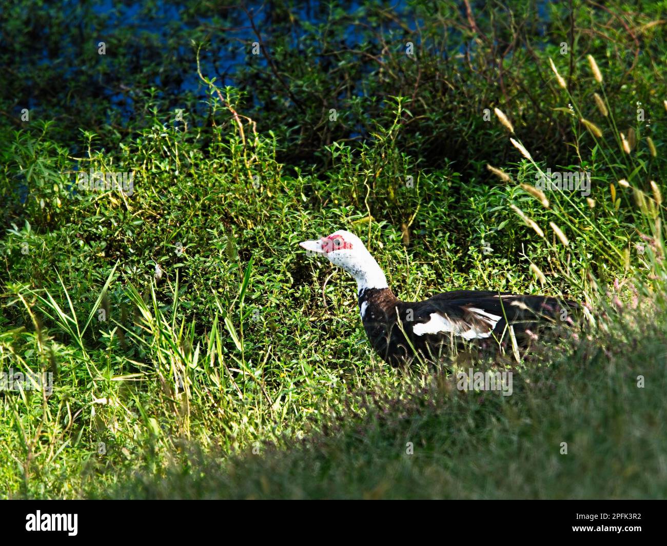 Mama Duck regardant vers l'eau et les mauvaises herbes dans l'étang Banque D'Images