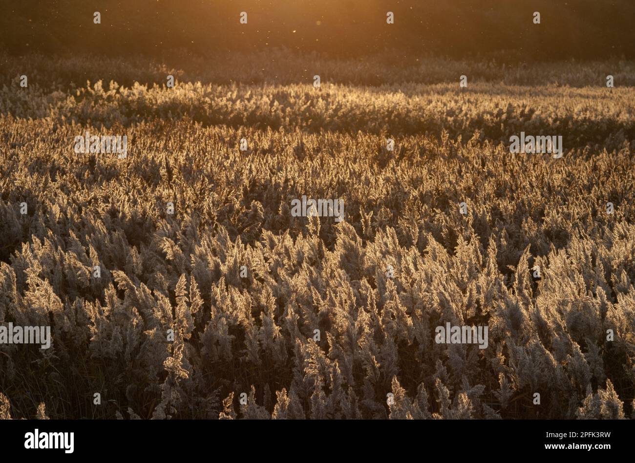 Roseau commun (Phragmites australis) habitat du roseau au crépuscule, CLEY, Norfolk, Angleterre, Royaume-Uni Banque D'Images