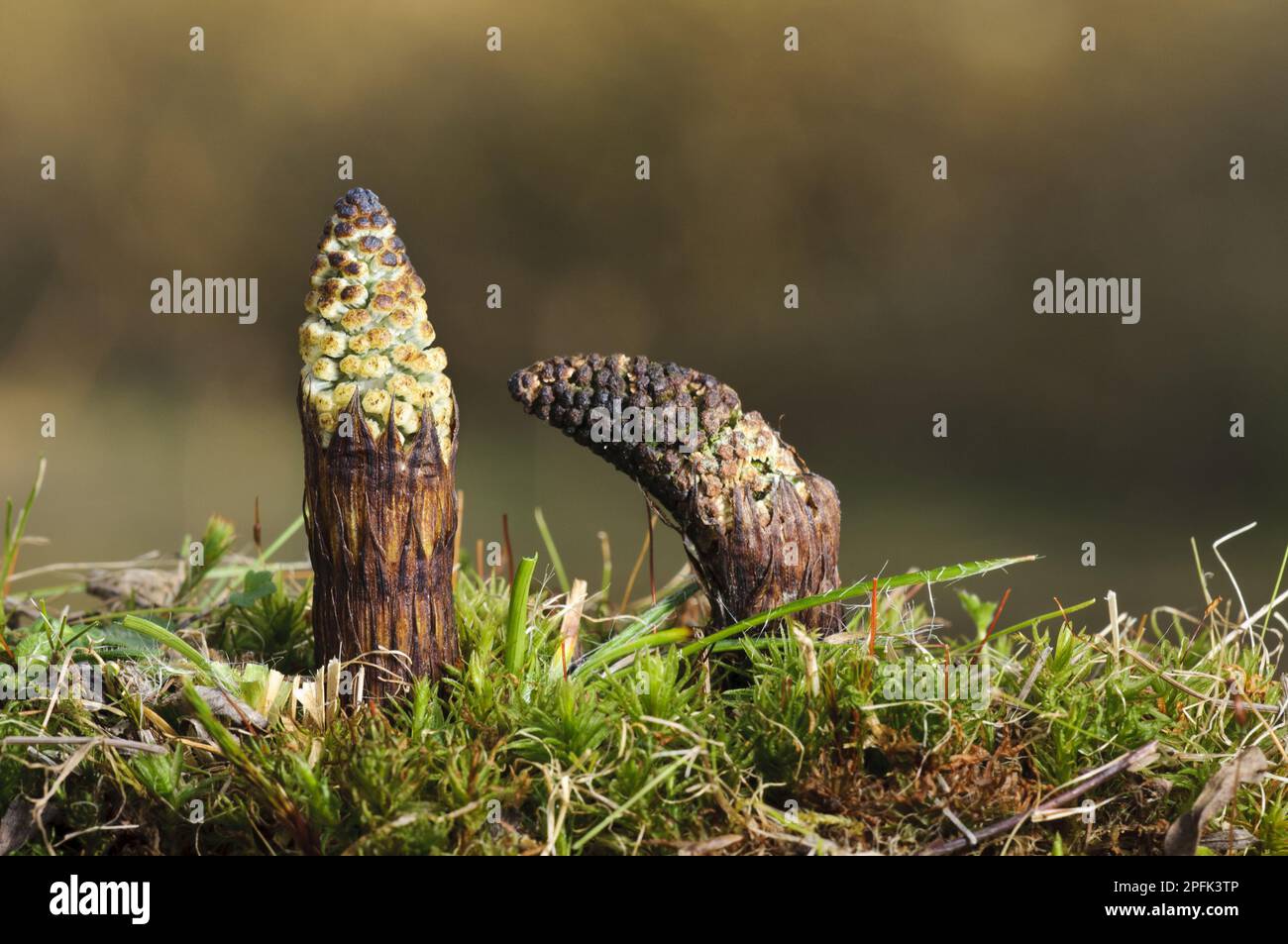 Horsetaille de champ (Equisetum arvense) deux pousses fraîches, Réserve naturelle de Blashford Lakes, Avon Valley, New Forest N. P. Hampshire, Angleterre, Royaume-Uni Banque D'Images