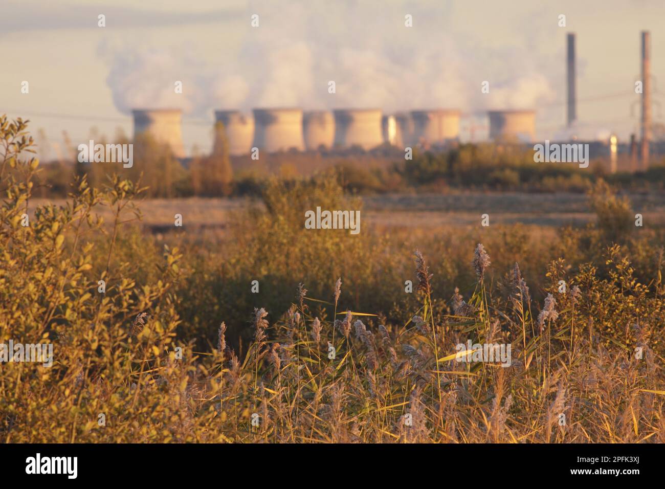 Le roseau commun (Phragmites australis) a redédabed habitat en plein soleil hivernal, avec la centrale électrique de Ferrybridge à distance, sur le site de l'ancien opencast Banque D'Images