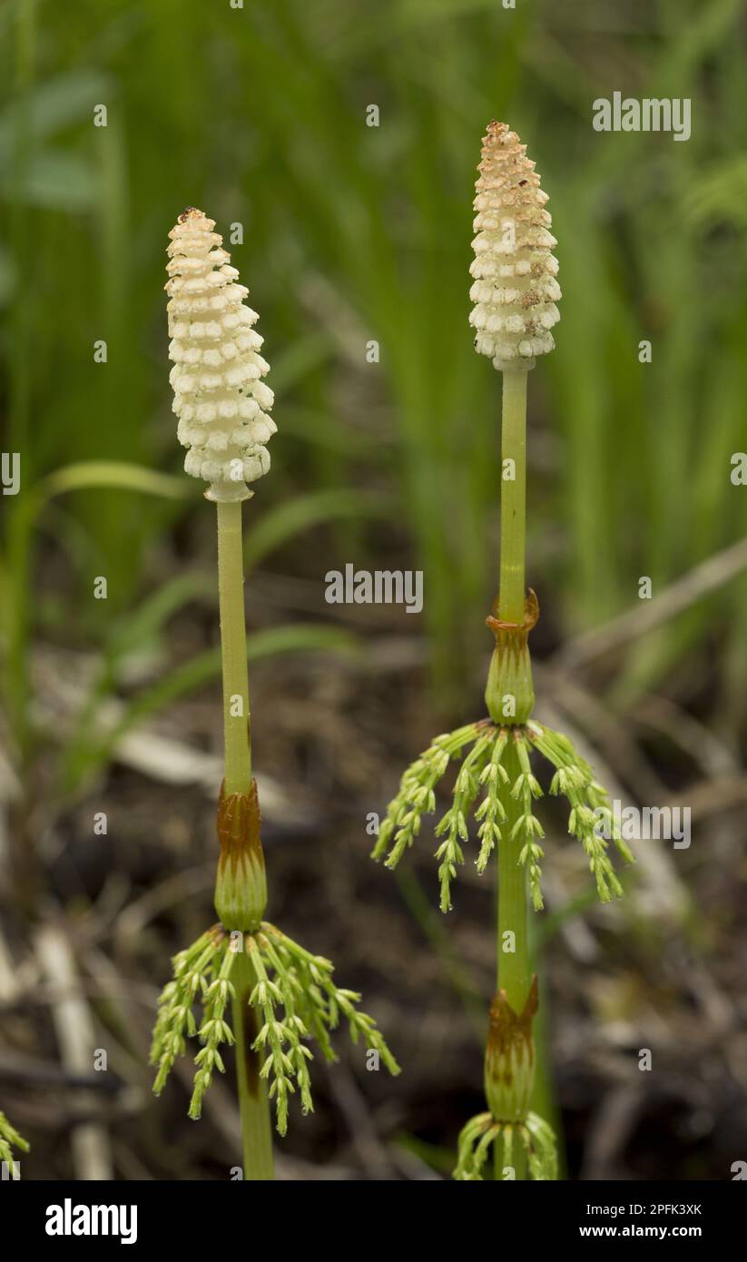 Horsetaille de bois (Equisetum sylvaticum), Horsetaille de bois à frondes fertiles, Terre-Neuve, Canada Banque D'Images