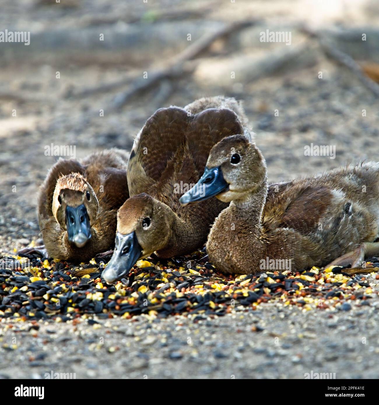 Trois canards de poussins de bébé se nourrissant de certaines semences d'oiseaux. Banque D'Images
