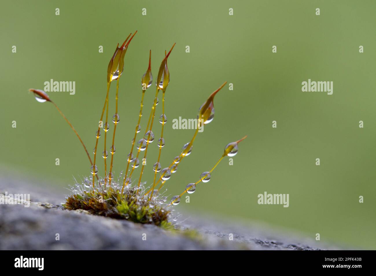 Capsules de spores à vis pour mur (Tortula muralis) avec gouttes de pluie poussant sur des murs en béton, Powys, pays de Galles, Royaume-Uni Banque D'Images