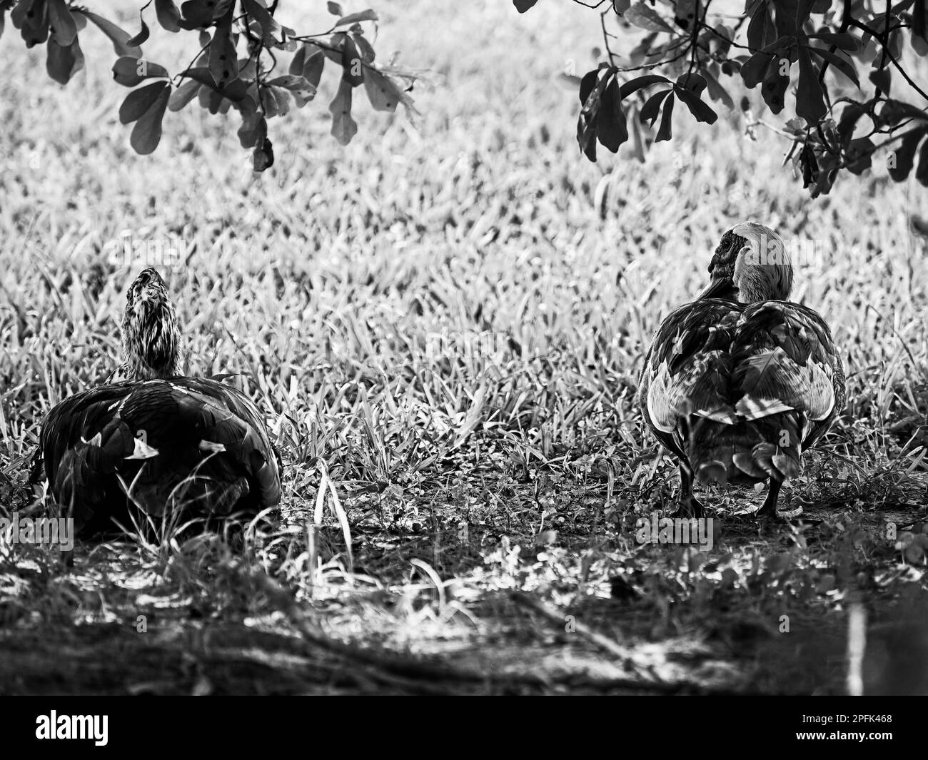 Deux canards InGreen Grass sous les arbres en noir et blanc Banque D'Images
