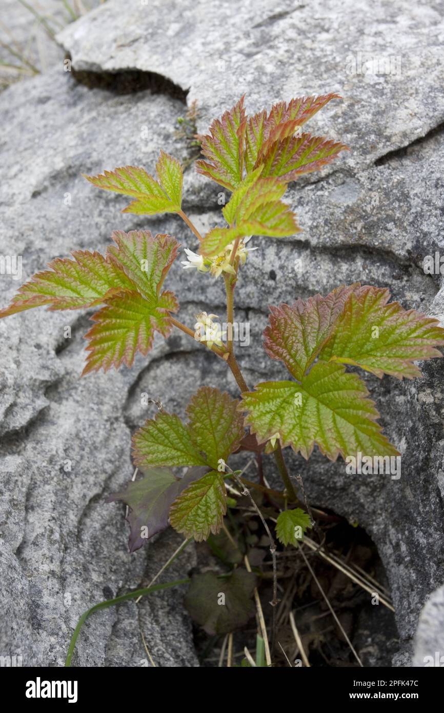 Floraison Stone Bramble (Rubus saxatilis), croissant sur le pavé calcaire, le Burren, Comté de Clare, Irlande, printemps, Europe Banque D'Images