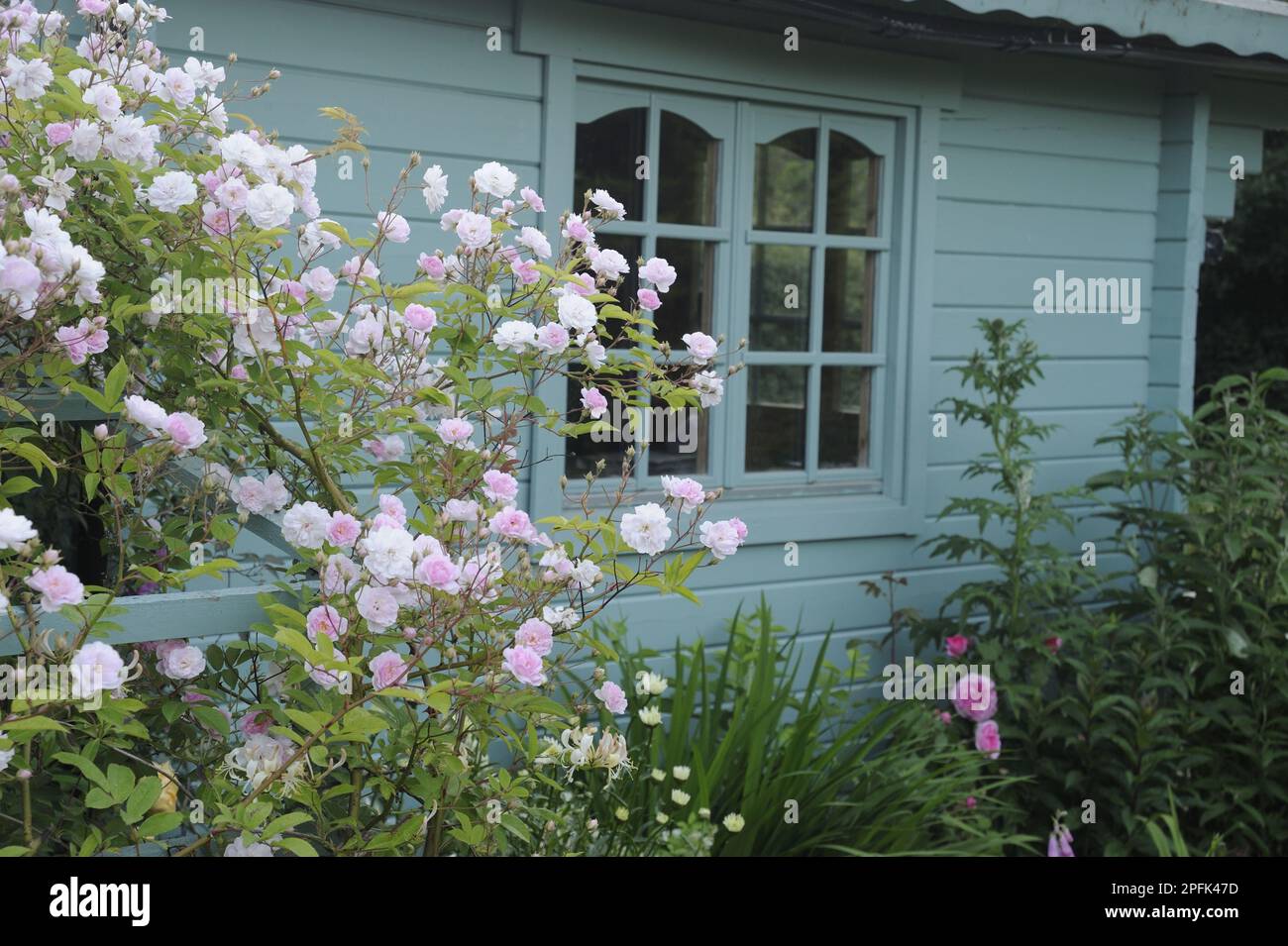 Rose rambling cultivée (Rosa sp.) 'David Austin', floraison, croissant sur un treillis à côté d'une maison d'été en bois dans le jardin, Bentley, Suffolk, Engl Banque D'Images