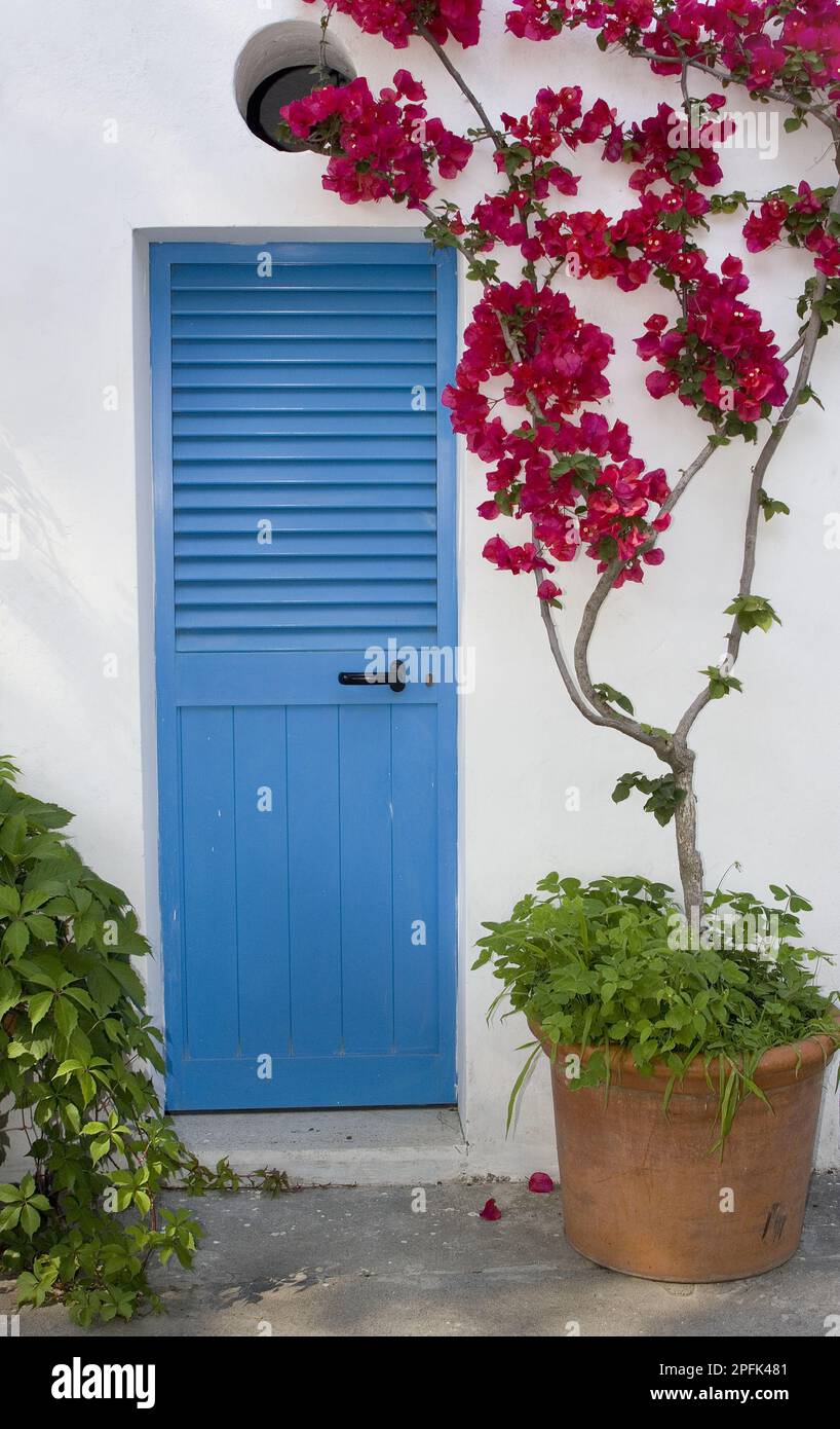 Bougainvilliers (Bougainvillea) (Bougainvillea sp.) Croissant dans un pot, à côté de la porte bleue dans la ville côtière, Positano, côte amalfitaine, Campanie, Ital Banque D'Images