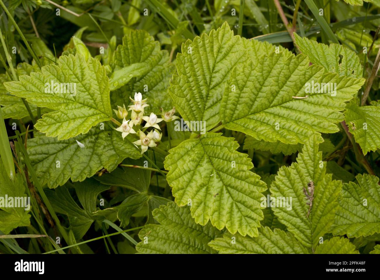 Brumble de pierre (Rubus saxatilis) floraison, Alpes suisses, Suisse, Europe Banque D'Images