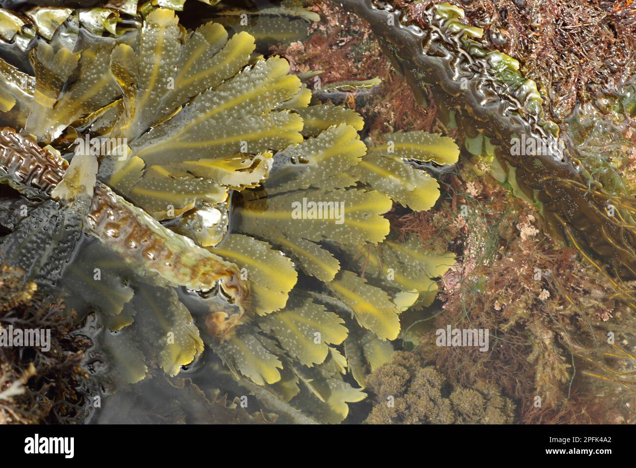 Frondes à crémaillère (Fucus serratus), à rockpool à marée basse, Kimmeridge, île de Purbeck, Dorset, Angleterre, Royaume-Uni Banque D'Images