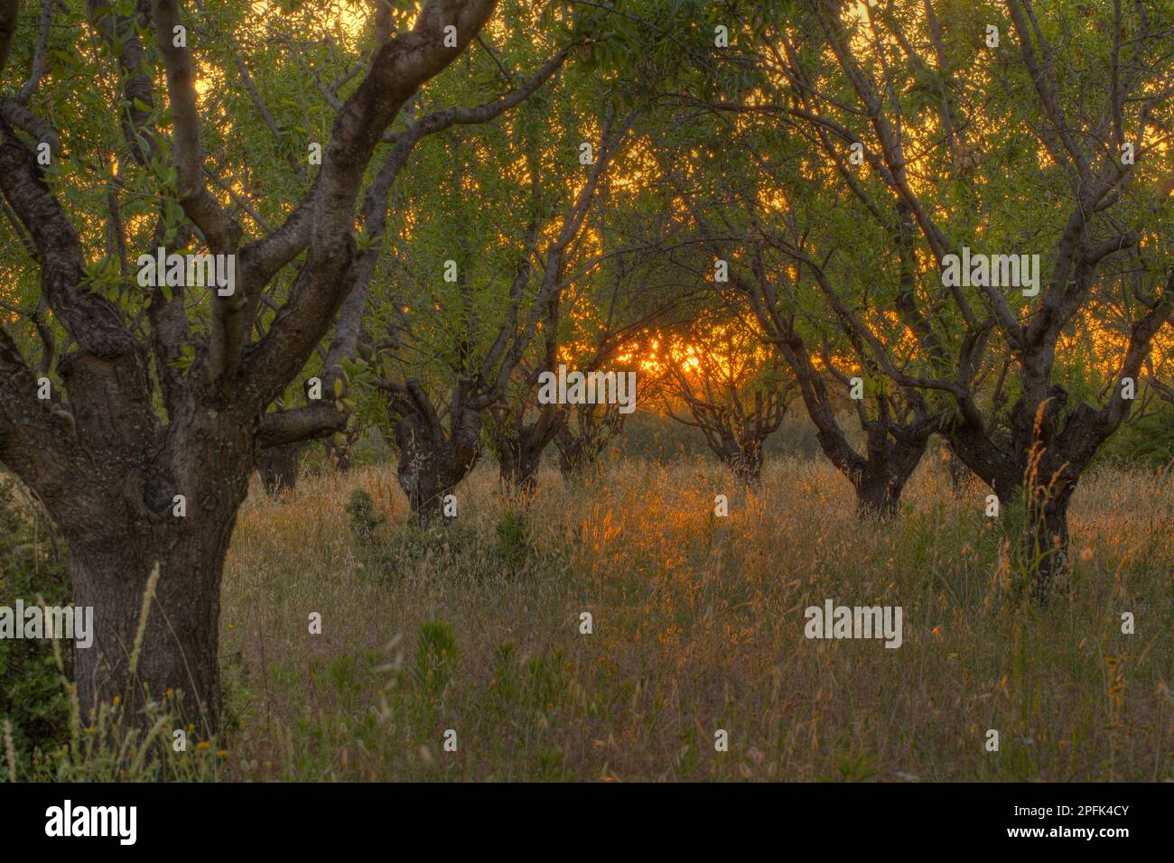 Verger d'amandiers (Prunus dulcis), au coucher du soleil, Bouches-du-Rhône, Provence, France Banque D'Images