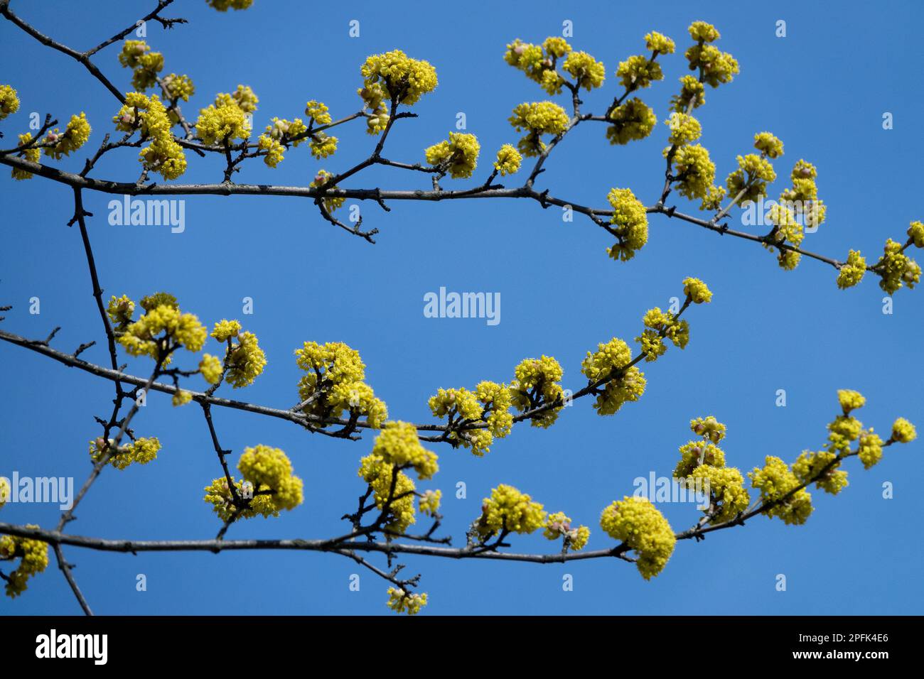 Cerise cornéenne, Mas Cornus petits amas de petites fleurs jaunes vives sur les branches fleurissent d'abord au début du printemps Banque D'Images