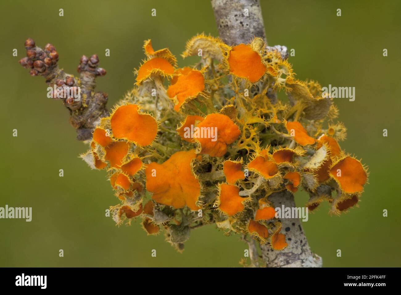 Lichen doré (Teloschistes chrysophthalmus) croissant de façon luxuriante sur les brindilles de noir dans des conditions humides et non polluées, Bretagne, France, Europe Banque D'Images