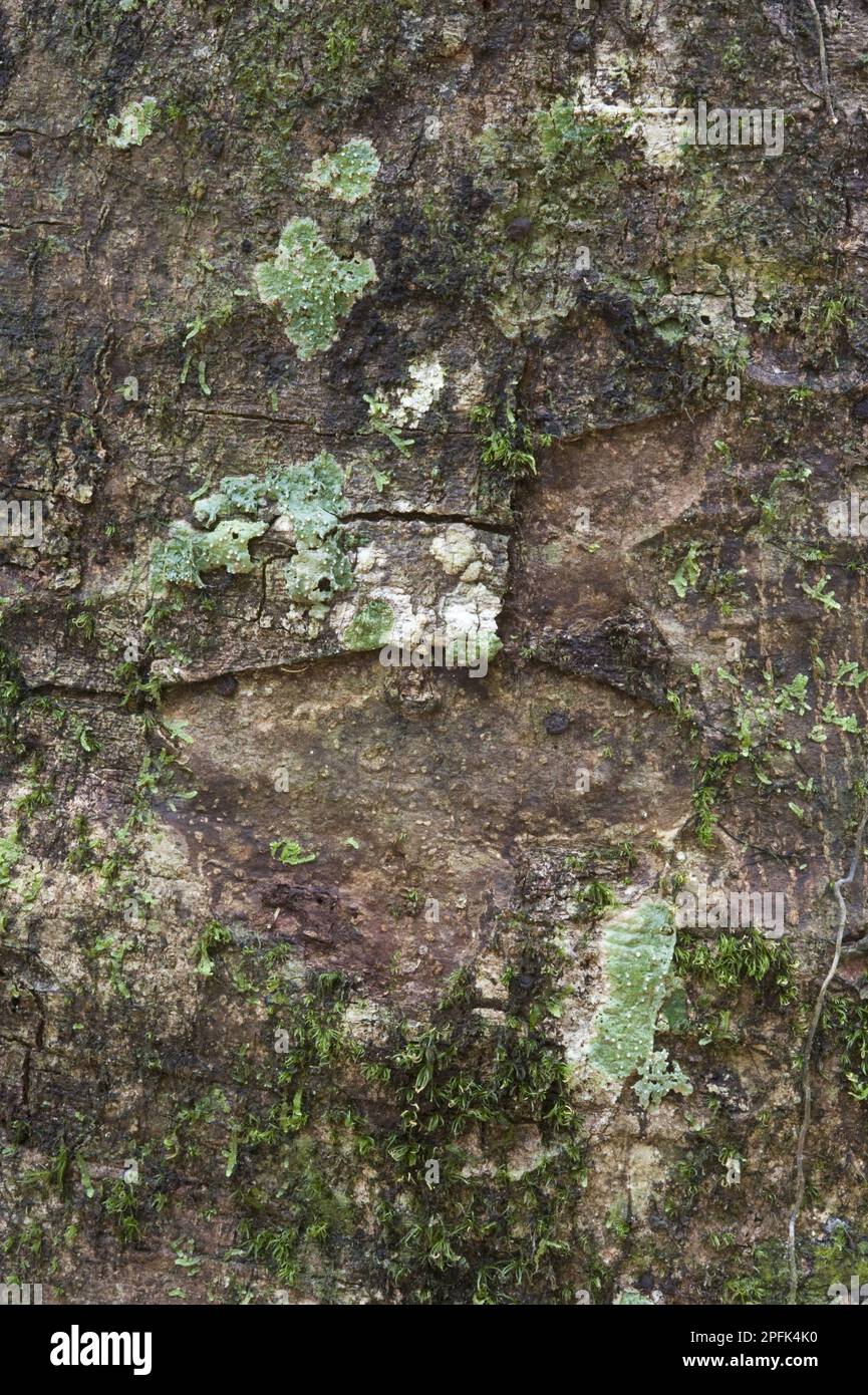 Suya (Pouteria speciosa) gros plan de l'écorce, avec mousse et lichen, forêt tropicale d'Iwokrama, Bouclier de Guyane, Guyana, Amérique du Sud Banque D'Images