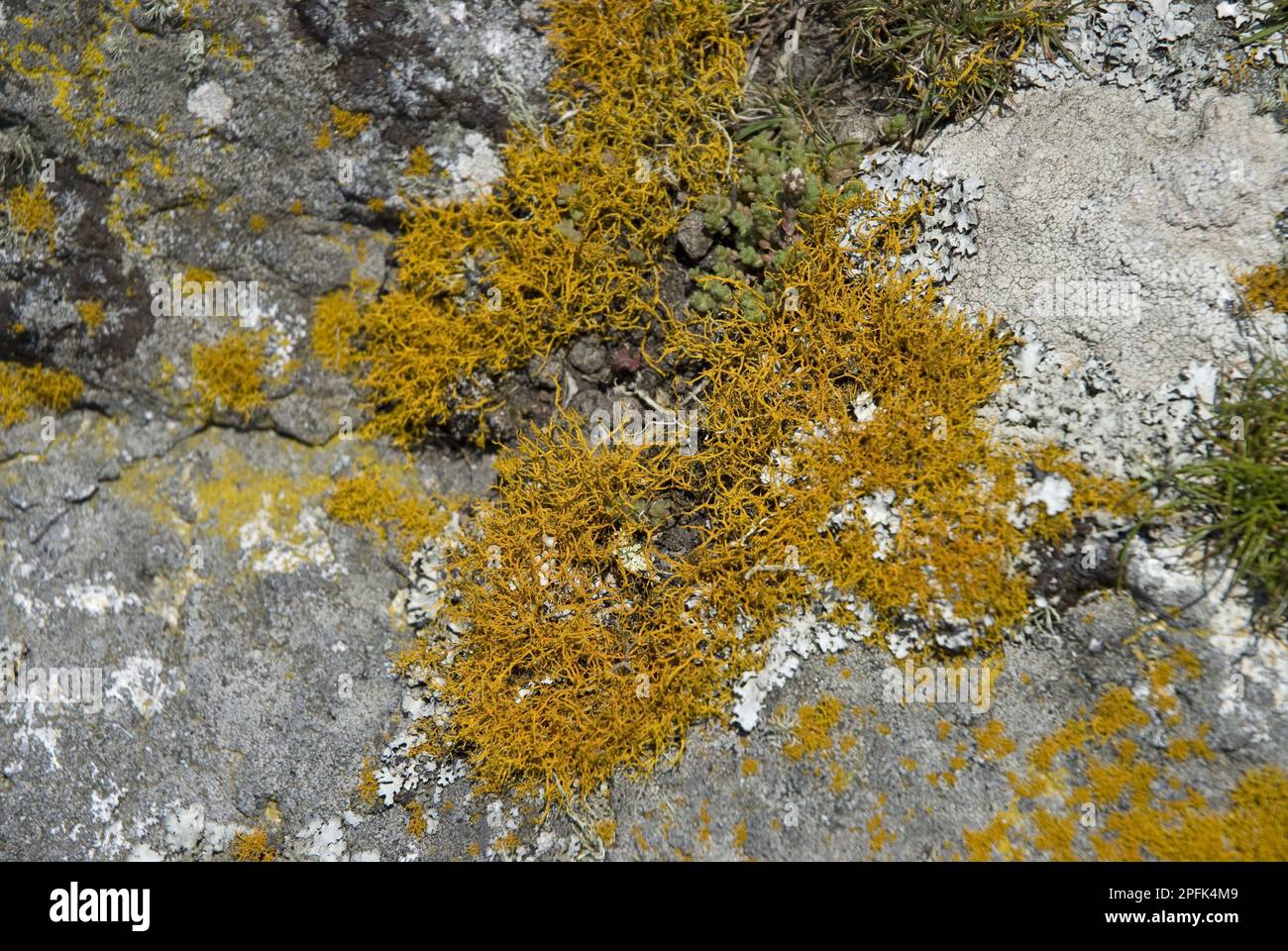 Golden Hair Lichen (Teloschistes flavans) sur la roche côtière, Ramsey Island, St. Péninsule de David, Pembrokeshire, pays de Galles, Royaume-Uni, Europe Banque D'Images