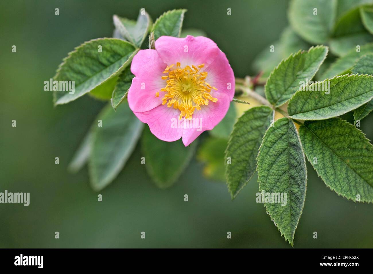 Rose chien (Rosa canina) gros plan de fleurs et de feuilles, Cotswolds, Gloucestershire, Angleterre, été Banque D'Images