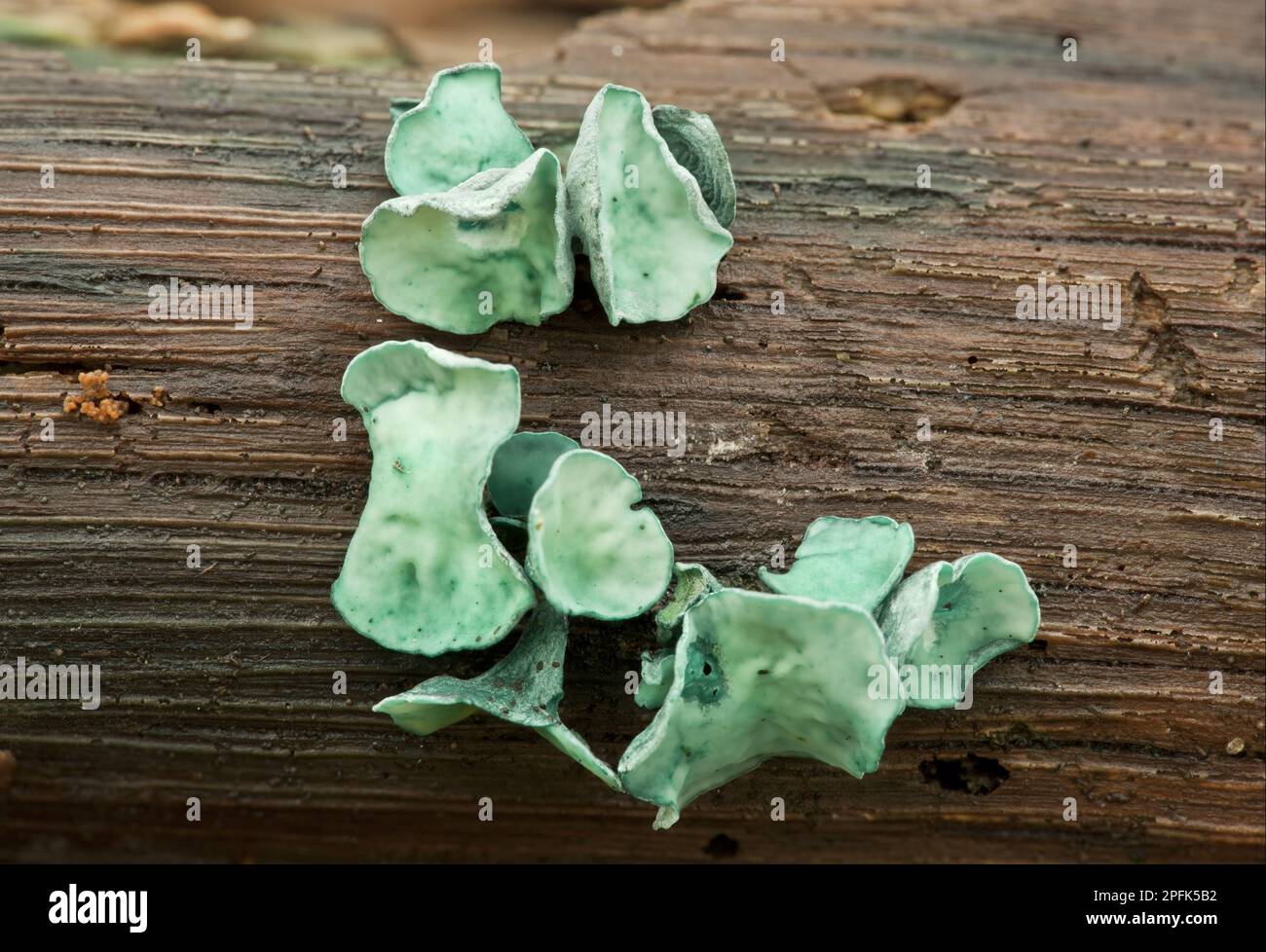 Green Wood Cup (Chlorociboria aeruginascens) fructifications, Wiltshire, Angleterre, Royaume-Uni Banque D'Images