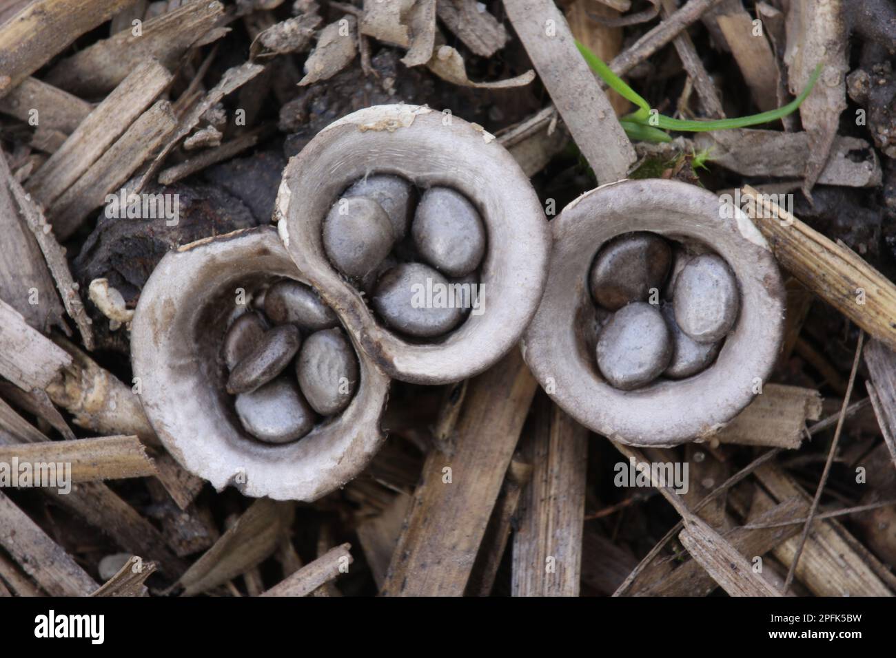 Le champignon de la Nest d'oiseau de champ (Crucibulum laeve), corps de fructification, 'coupelle' avec capsules de spore péridiole, adapté à la dispersion des spores par les raindrops Banque D'Images