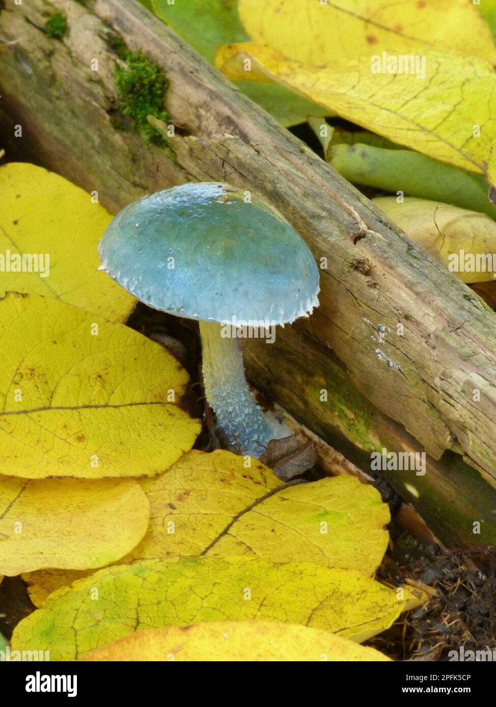 Verdigris agaric (Stropharia aeruginosa), organisme de fructification, croissant parmi les feuilles mortes, Derbyshire, Angleterre, Royaume-Uni Banque D'Images