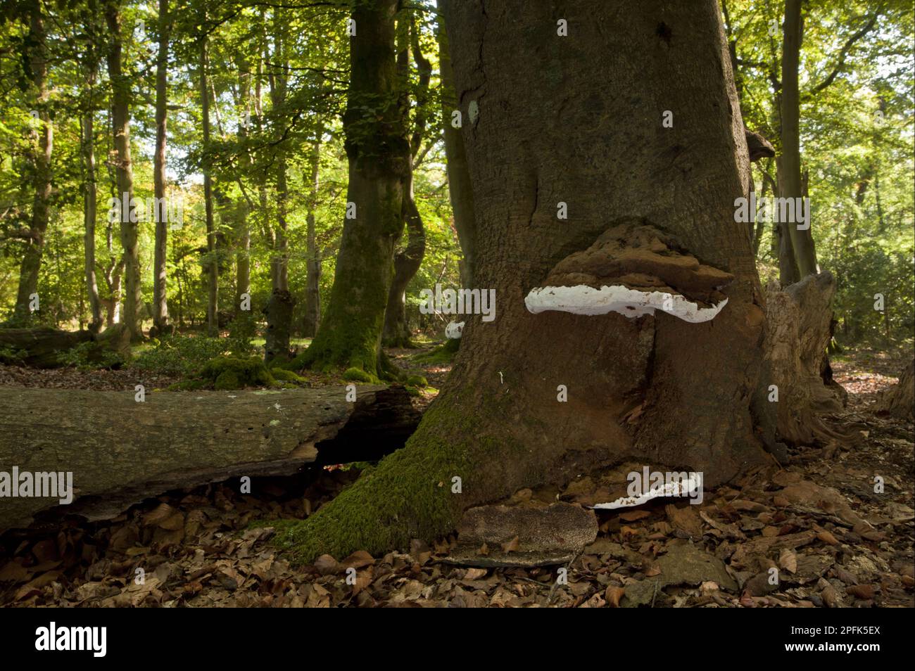 Champignons de l'artiste (Ganoderma applanatum) fructifier des corps, poussant sur le tronc de hêtre dans un habitat boisé, Lyndhurst Hill, New Forest, Hampshire, Angleterre Banque D'Images