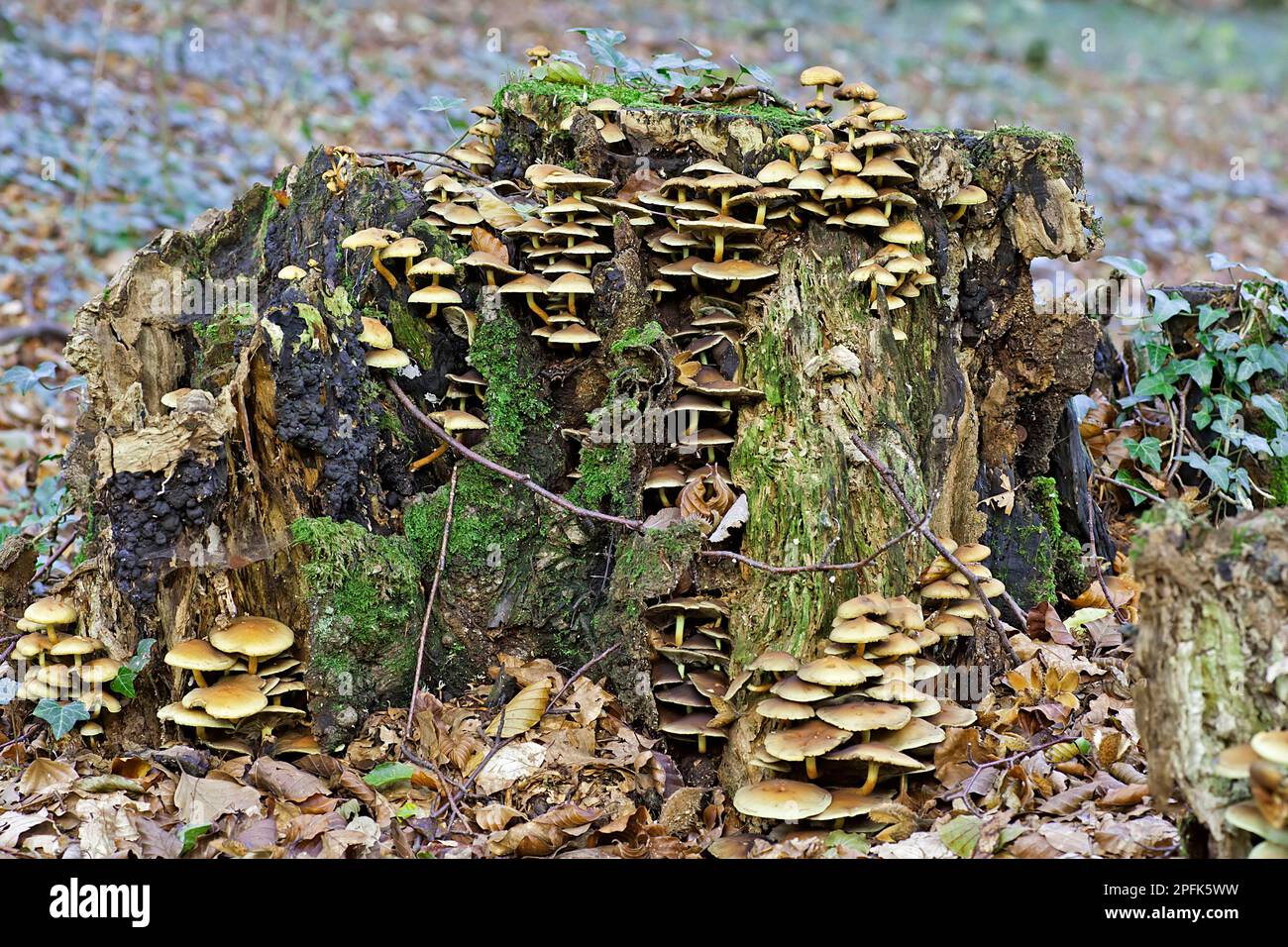 Le champignon du miel et du miel (Armillaria mellea), qui pousse sur la souche pourrie, le bois de Buckholt, Cotswolds, Gloucestershire, Angleterre, automne Banque D'Images