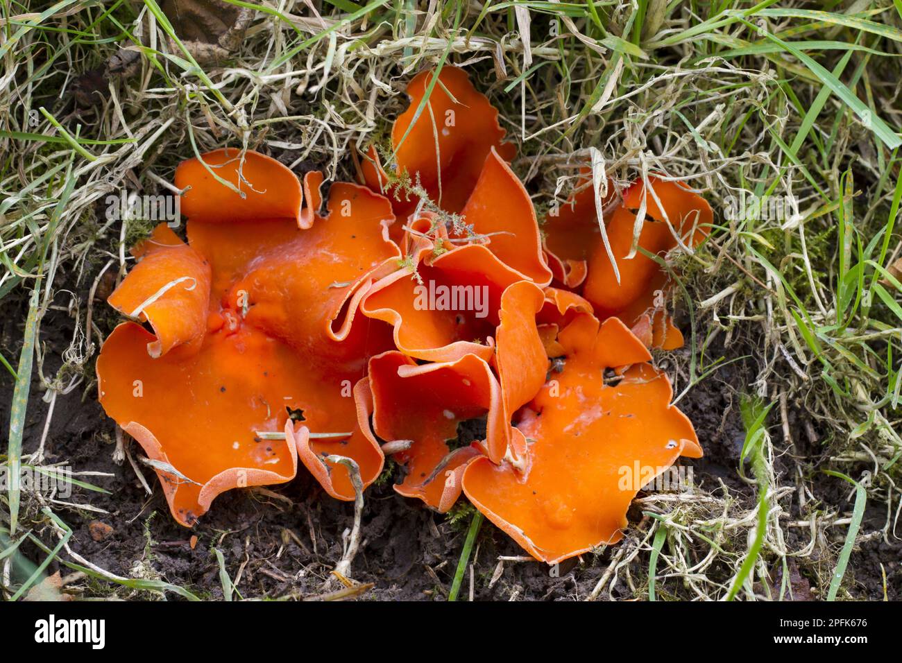 Fructification du champignon de la pelure d'orange (Aleuria aurantia), croissant dans les bois, Powys, pays de Galles, Royaume-Uni Banque D'Images