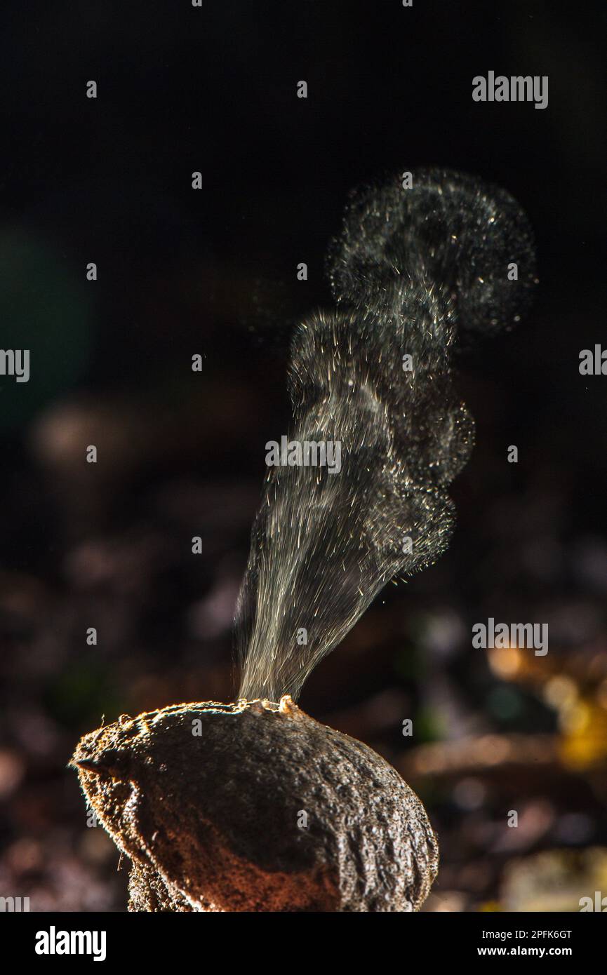 Le macaron commun (Lycoperdon perlatum), Flaschenbovist, Pilze, le corps de fructification du macaron commun, émettant des spores après avoir été frappé par les raindrops, Italie Banque D'Images