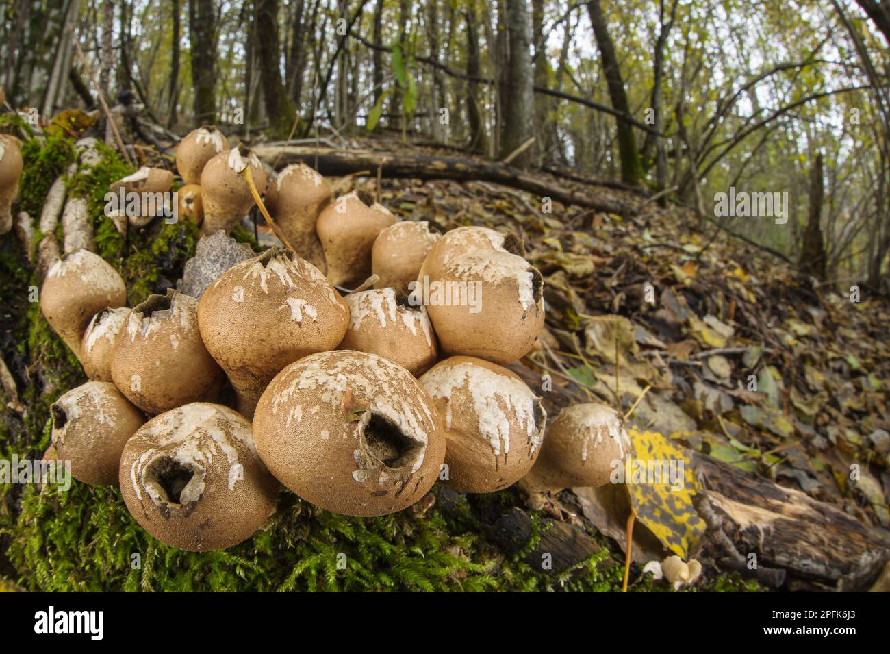 Corps de fructification du macaron en forme de poire (Lycoperdon pyriforme) en croissance dans les forêts décidues, Italie Banque D'Images