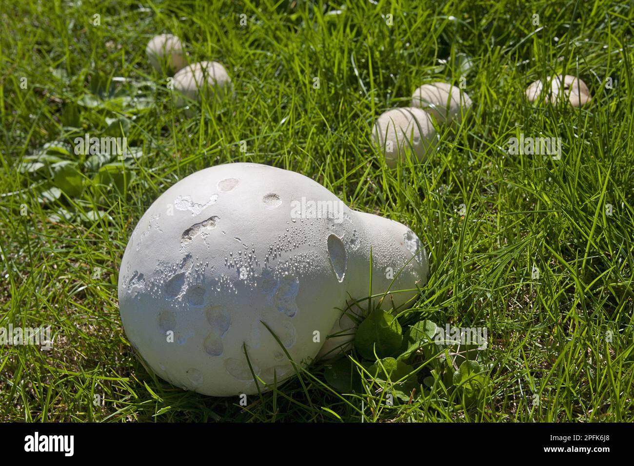 Corps de fructification géant (Langermannia gigantea), croissant dans un pré, Sussex, Angleterre, Royaume-Uni Banque D'Images