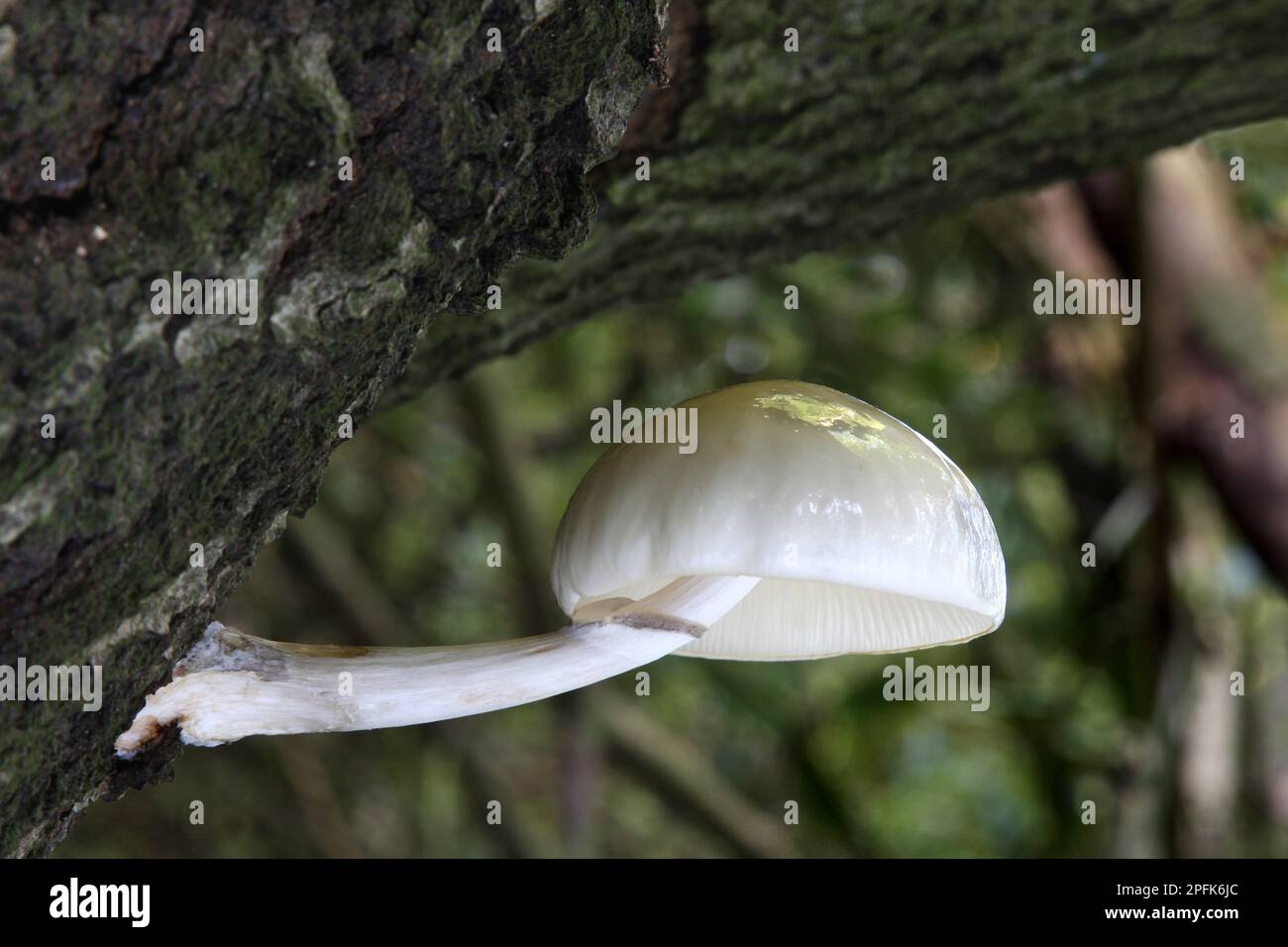 Lime de hêtre, champignon de porcelaine (Oudemansiella mucida), champignon, corps de fructification de champignons de porcelaine, pousse sur bois mort, Leicestershire, Angleterre, United Banque D'Images