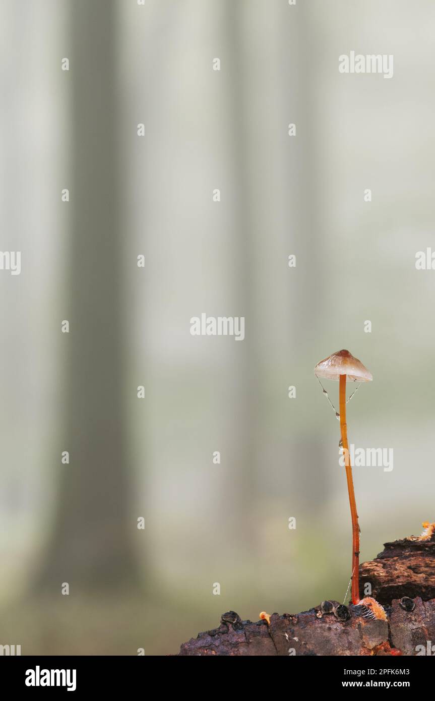 Capot de Saffrondrop (Mycena crocata), corps à fructifier, croissant en bois de hêtre brumeux, bois de King, Challock, North Downs, Kent, Angleterre, Royaume-Uni Banque D'Images