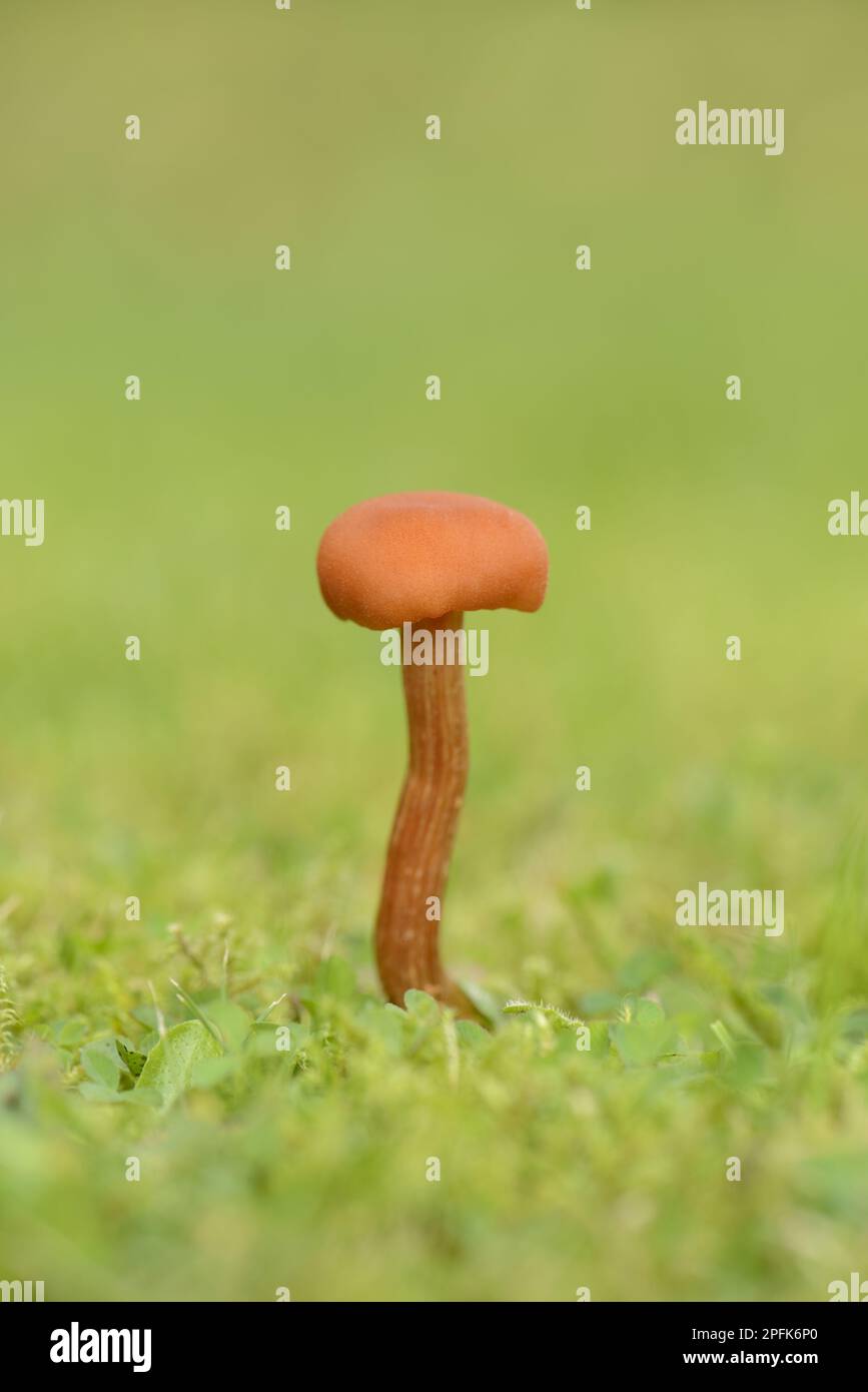 Scarlet Waxcap (Hygrocybe coccinea) fructifier le corps, poussant dans l'herbe, Staffordshire, Angleterre, Royaume-Uni Banque D'Images