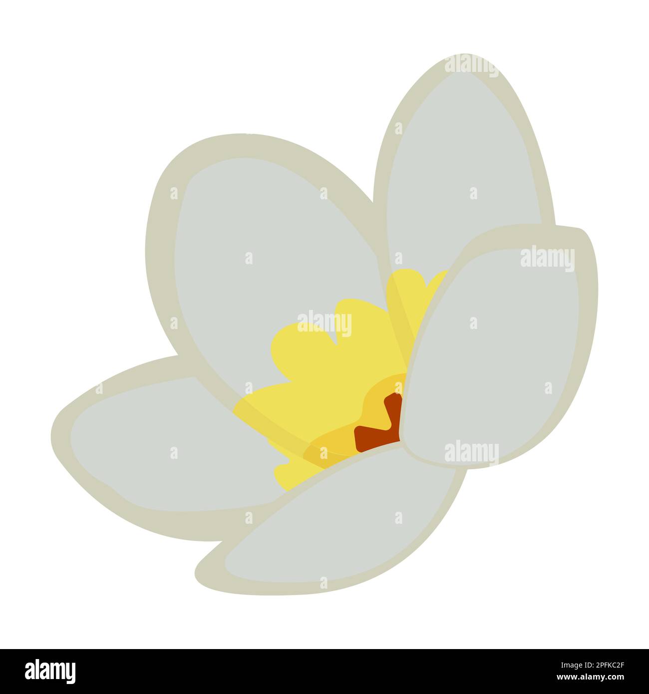 Fleur de jasmin unique, illustration colorée Illustration de Vecteur
