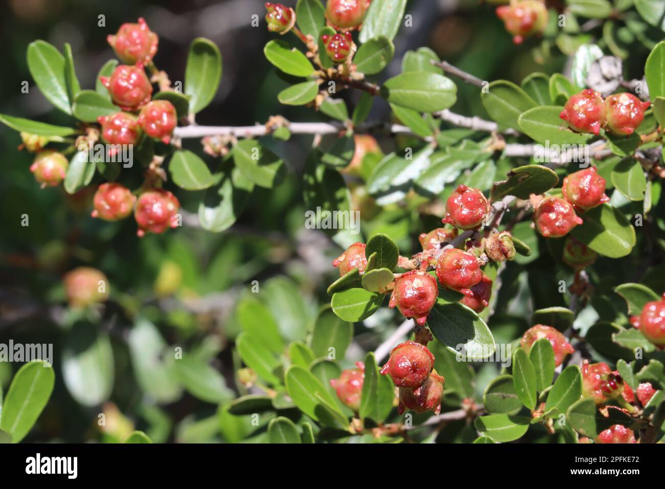 Dans les montagnes de Santa Monica, la variété Ceanothus Megacarpus Megacarpus commence souvent à se fruitier à la fin de l'hiver. Banque D'Images