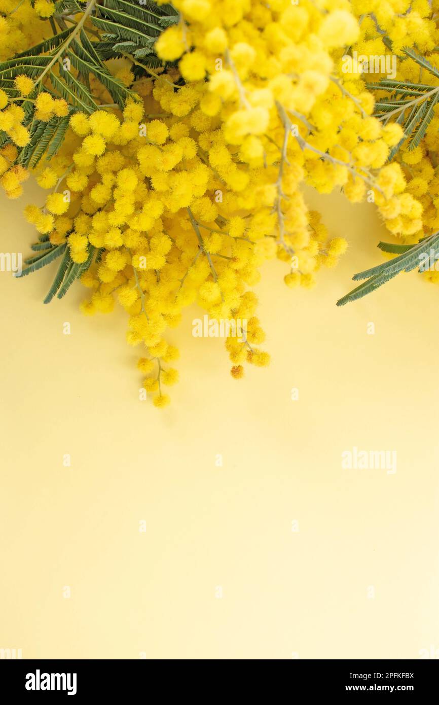 Mimosa ou argent arrose des fleurs de printemps jaunes sur le fond jaune vertical Banque D'Images