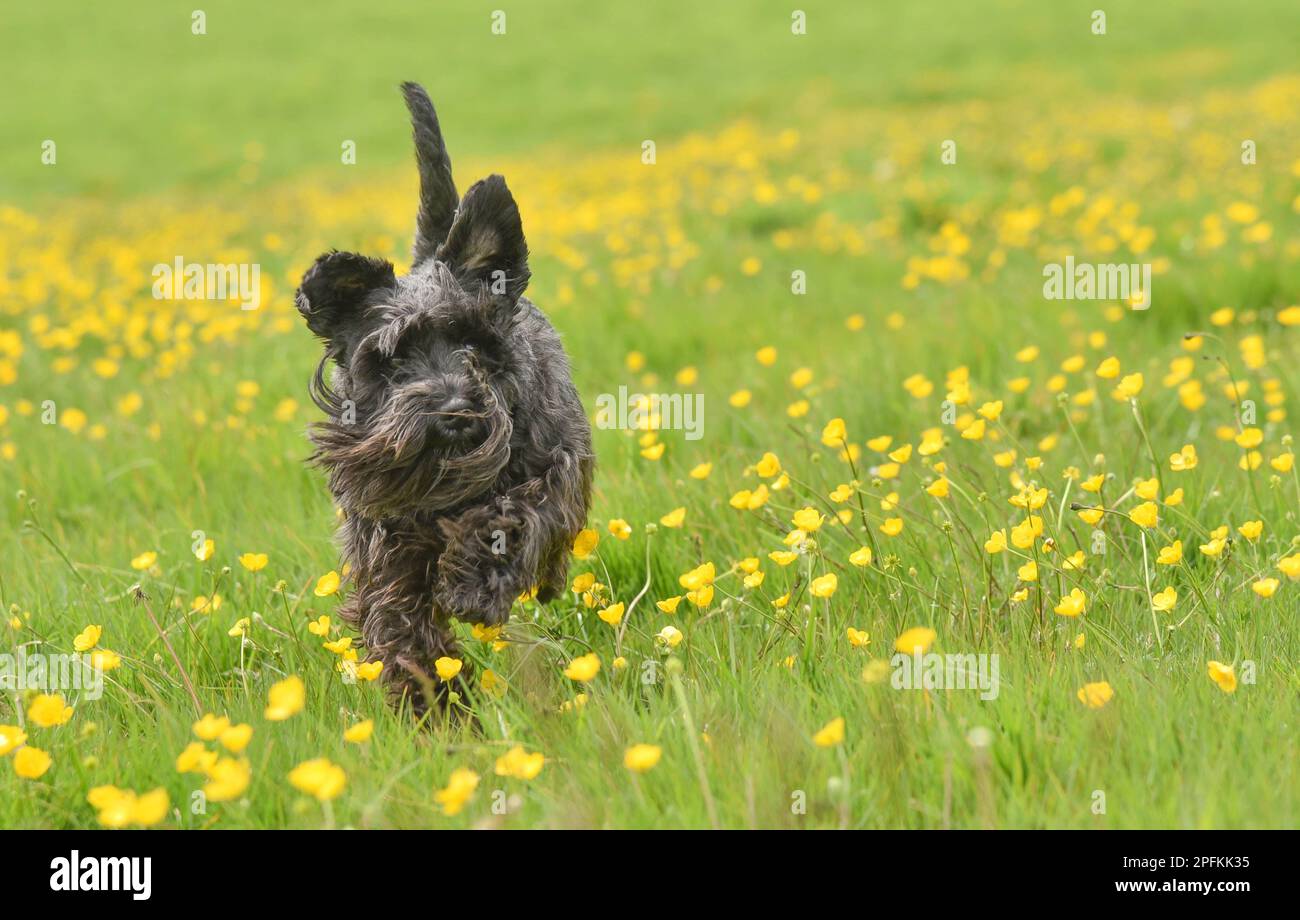 Miniature noire schnauzer chien courant appareil photo de remorquage à travers le champ de l'herbe longue et buttercups jaunes en été avec l'espace de copie à droite Banque D'Images