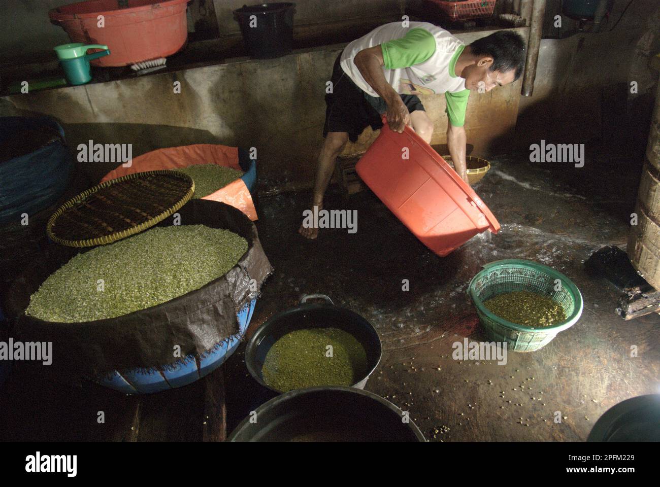 Un travailleur vidange l'excès d'eau d'un seau en plastique où les haricots mung sont placés dans une ferme de gerbes, une industrie urbaine de Jakarta, en Indonésie. Banque D'Images