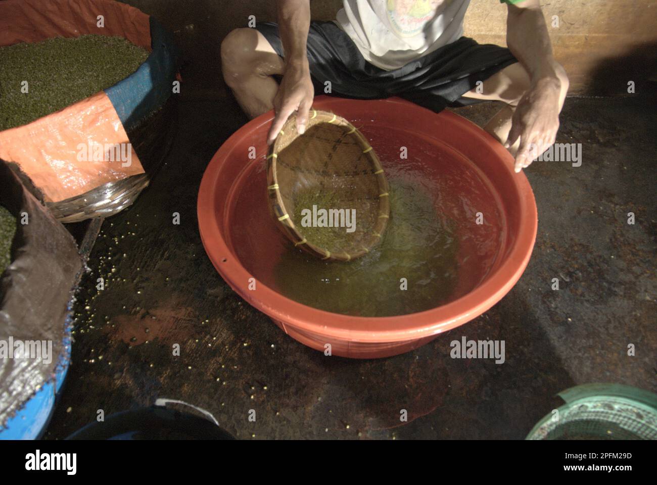 Un travailleur agite des haricots mung avec de l'eau douce placés dans un seau en plastique dans une ferme de germe, une industrie urbaine de Jakarta, en Indonésie. Banque D'Images