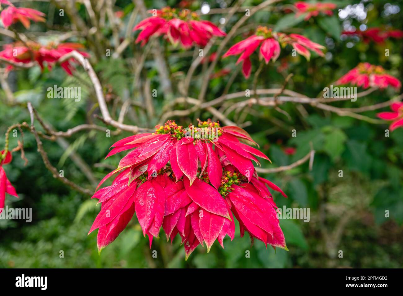Rouge floraison Poinsettia arbre (Euphorbia pulcherrima). Bedugul, Bali, Indonésie. Banque D'Images