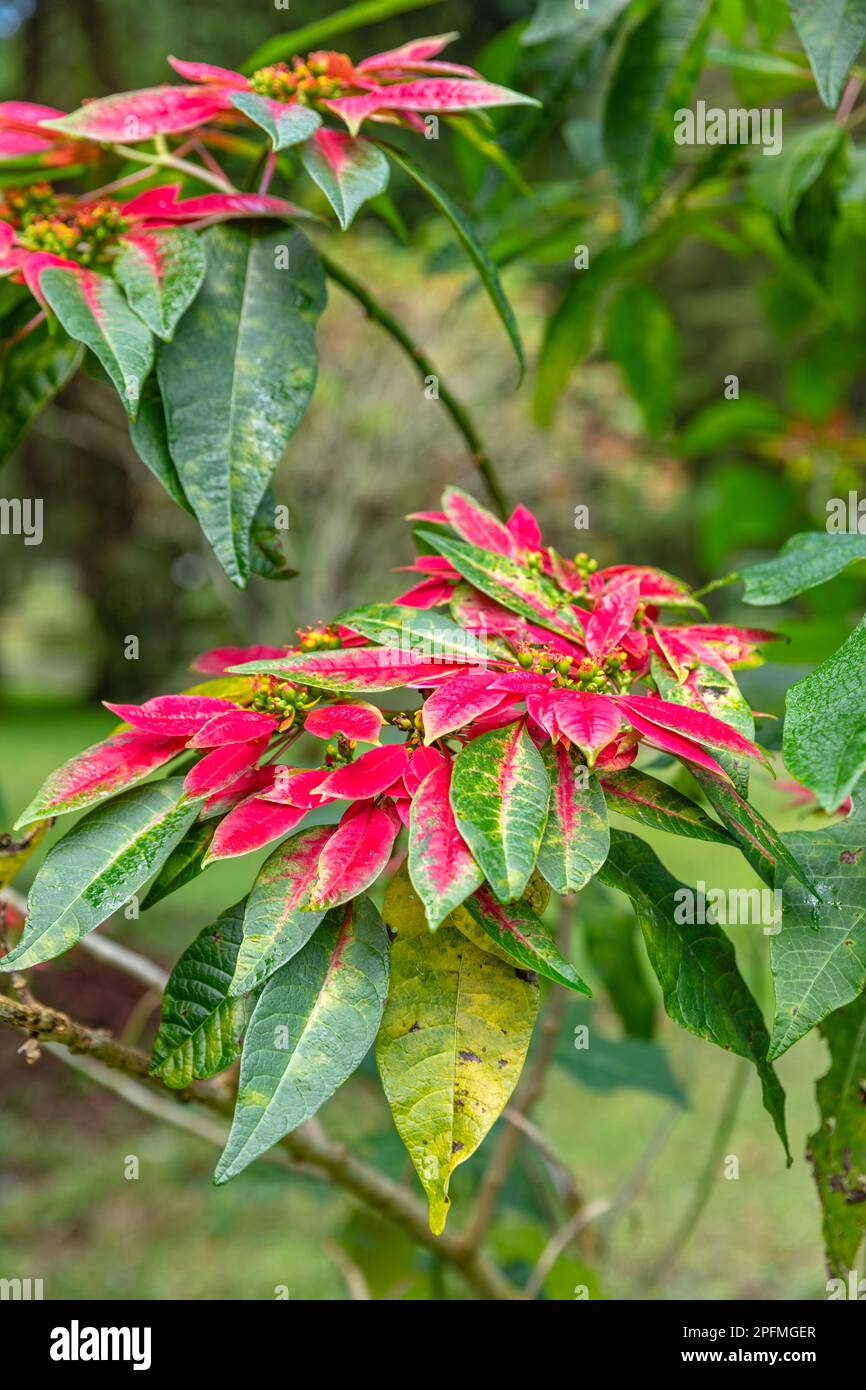 Rouge floraison Poinsettia arbre (Euphorbia pulcherrima). Bedugul, Bali, Indonésie. Banque D'Images